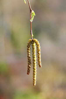 Birch Flowers. Spring. Royalty Free Stock Photography Birch Flowers. Spring. Royalty Free Stock Photography