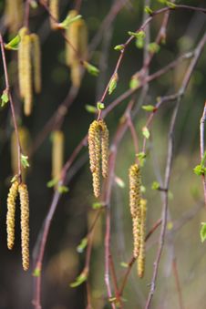 Birch Flowers. Spring. Royalty Free Stock Photos Birch Flowers. Spring. Royalty Free Stock Photos