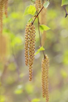 Birch Flowers. Spring. Royalty Free Stock Photography Birch Flowers. Spring. Royalty Free Stock Photography
