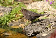 Blackbird Stock Photos Blackbird Stock Photos