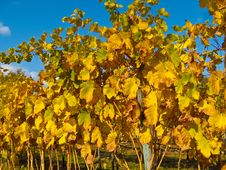 Vineyard At Sunset Royalty Free Stock Photo Vineyard At Sunset Royalty Free Stock Photo