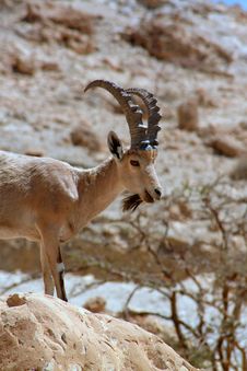 Ibex And Bird Ein Gedi Israel Royalty Free Stock Image