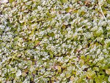 Frosty Leaves Royalty Free Stock Image