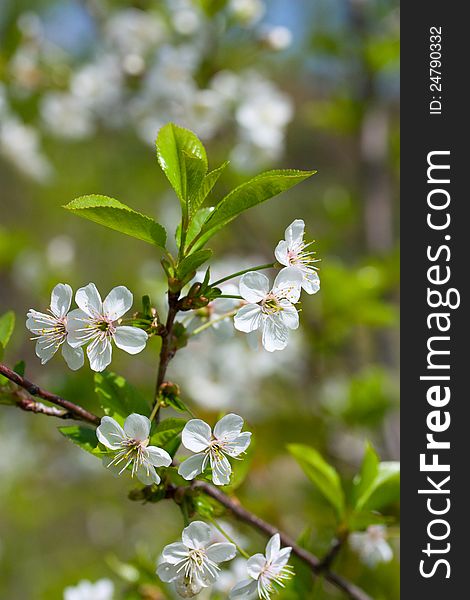 Branch With White Blossoms