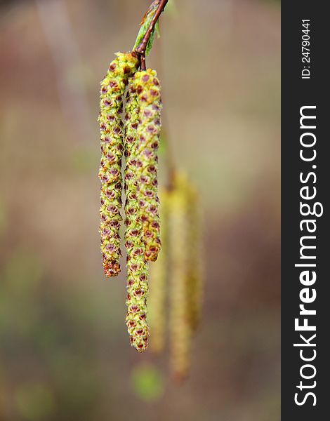 Birch flowers hanging from the branches of a birch forest in the spring. Birch flowers hanging from the branches of a birch forest in the spring.