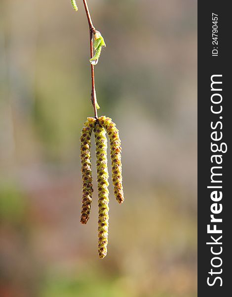 Birch flowers hanging from the branches of a birch forest in the spring. Birch flowers hanging from the branches of a birch forest in the spring.