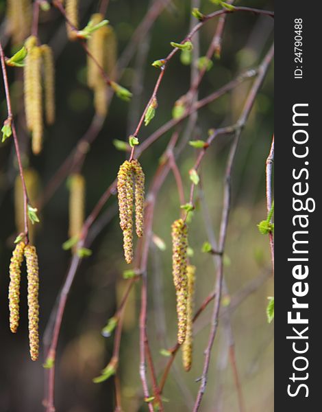 Birch flowers hanging from the branches of a birch forest in the spring. Birch flowers hanging from the branches of a birch forest in the spring.