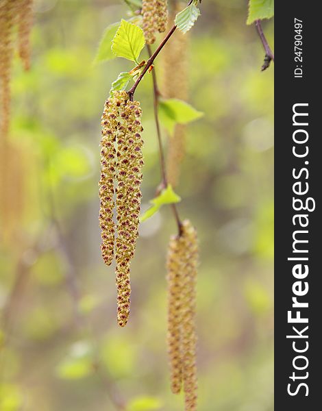 Birch flowers hanging from the branches of a birch forest in the spring. Birch flowers hanging from the branches of a birch forest in the spring.