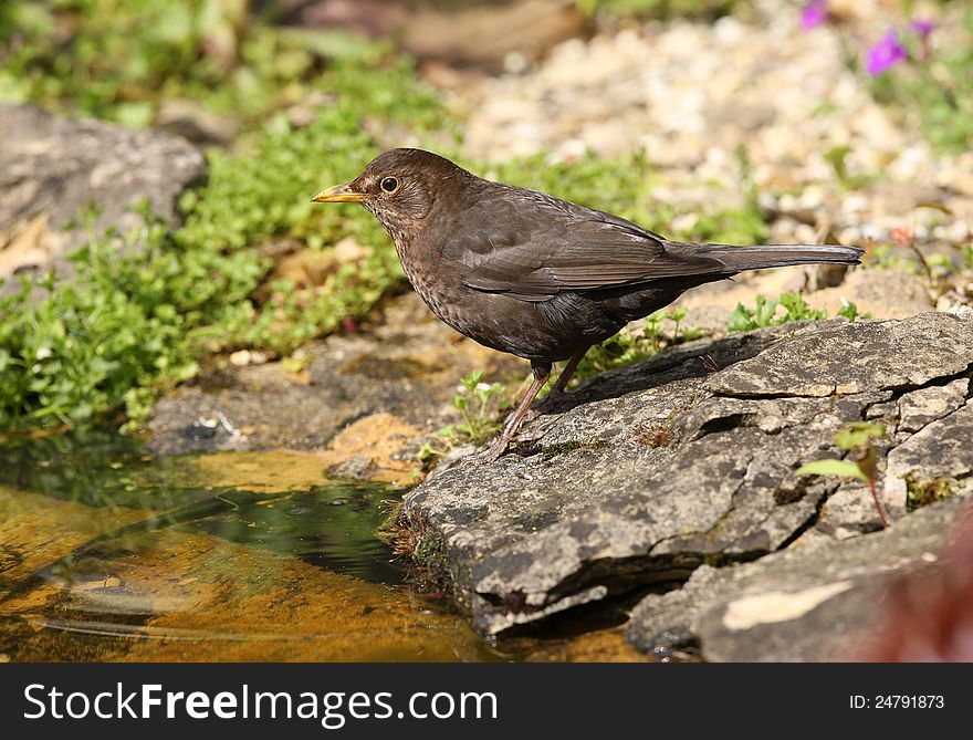 Close up of a female Blackbird searching for food for her young