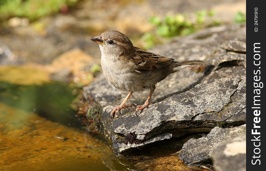 Close up of a female House Sparrow searching for food for her young