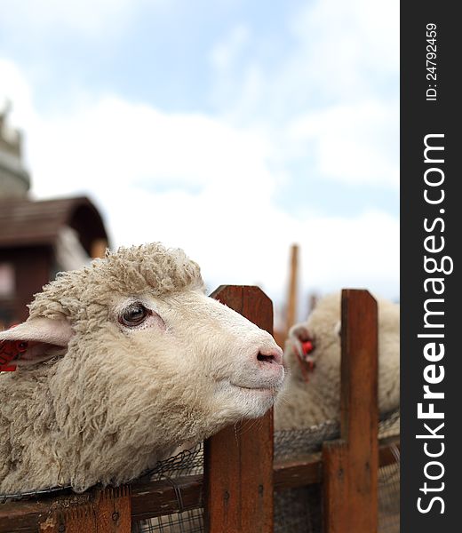 A Sheep is smiling in the cage. A Sheep is smiling in the cage