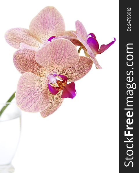 Pink orchids  flowers on a white background
