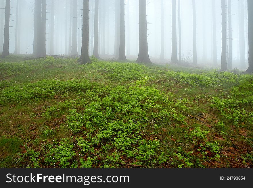 Pine - wood with fog in backcloth.