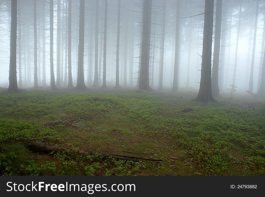 Pine - wood with fog in backcloth.