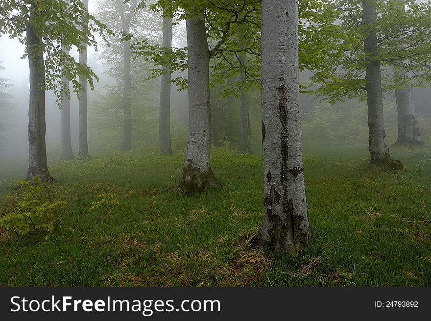 Beechwood with fog in backcloth.