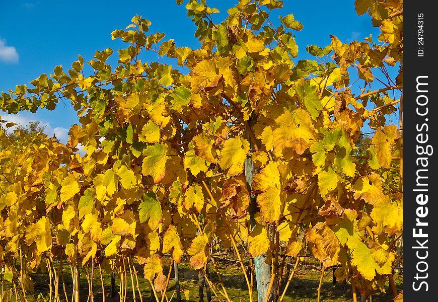 Vineyard with colored leaves in late afternoon hours. Tuscany, Chianti zone, Italy. Vineyard with colored leaves in late afternoon hours. Tuscany, Chianti zone, Italy