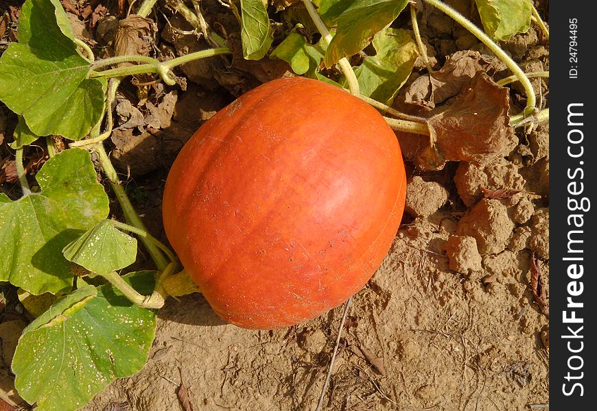 A view of a small pumpkin, still on the vine in the garden, ready for harvest. A view of a small pumpkin, still on the vine in the garden, ready for harvest.