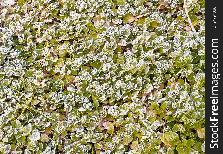 Frosty leaves in autumn morning