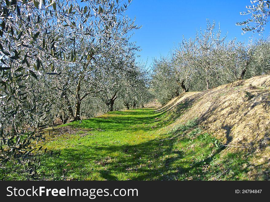 Olive Plants In Tuscany