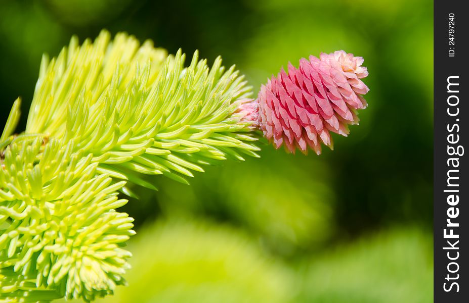 Closeup of a single early spring pink cone of the evergreen larch tree. Closeup of a single early spring pink cone of the evergreen larch tree.