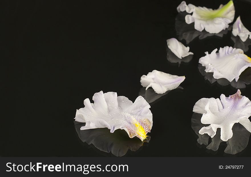 Spa composition with iris petals on a black background.