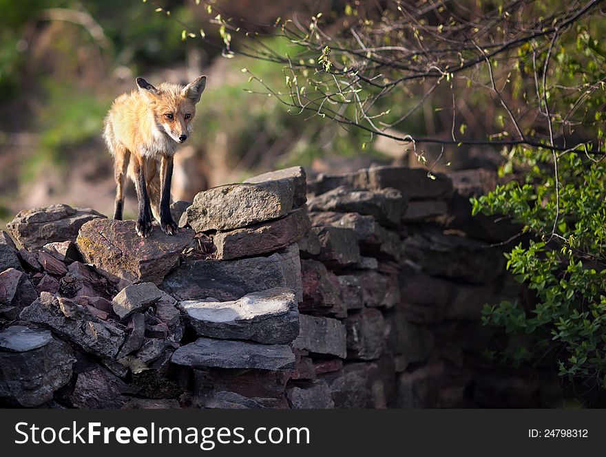 Fox On Wall