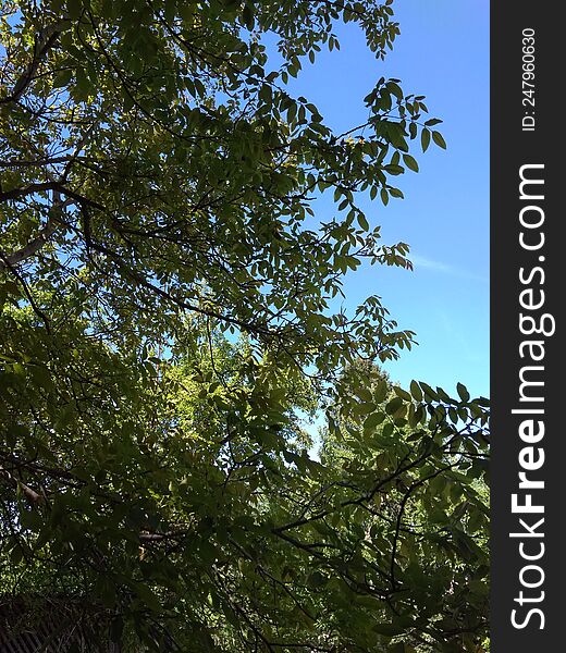 Walnut Branch Covered With Green Leaves On A Background Of Blue Sky