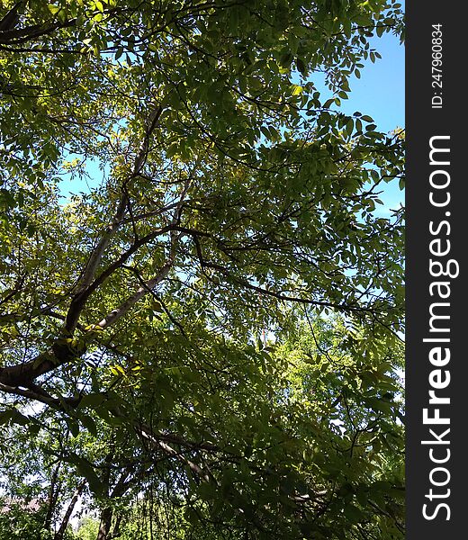 Branches Of Garden Trees Obscure The Sky