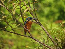 Common Kingfisher Perching On Branch Of A Tree. Selective Focus. Stock Photos