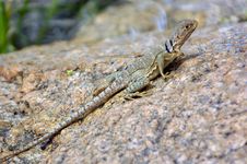 Collared LIzard Stock Photos Collared LIzard Stock Photos