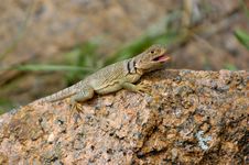 Collared Lizard Royalty Free Stock Photo Collared Lizard Royalty Free Stock Photo