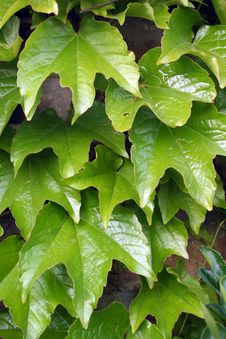 Parthenocissus Tricuspidata Royalty Free Stock Images Parthenocissus Tricuspidata Royalty Free Stock Images