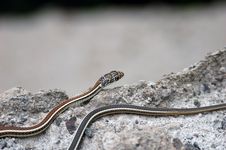 Garter Snake Stock Image Garter Snake Stock Image