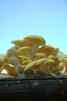 Yellow Oyster Mushrooms Stock Photography