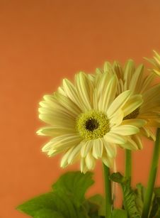 Yellow Gerber Daisies Stock Photography Yellow Gerber Daisies Stock Photography