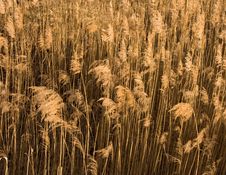 Dry Grass Texture Royalty Free Stock Photos Dry Grass Texture Royalty Free Stock Photos