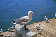 Greyheaded Gull Stock Image