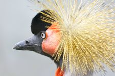 Crowned Crane Stock Photography Crowned Crane Stock Photography