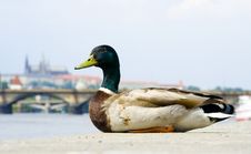 Duck Stock Photos