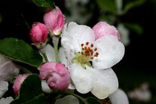 Apple Tree Flowers Royalty Free Stock Photos Apple Tree Flowers Royalty Free Stock Photos