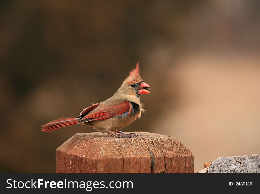 A female cardinal that landed on my deck and posed for me