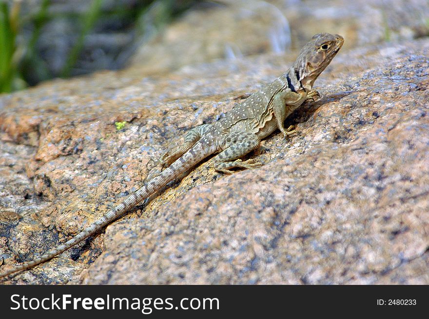 A small collared lizard pausing on a rock.