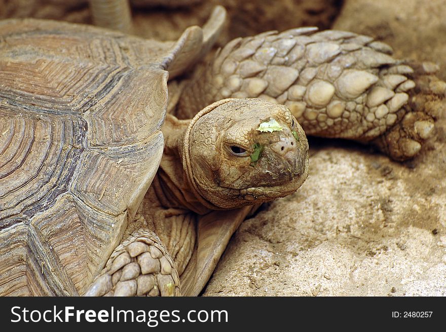 Turtle Portrait