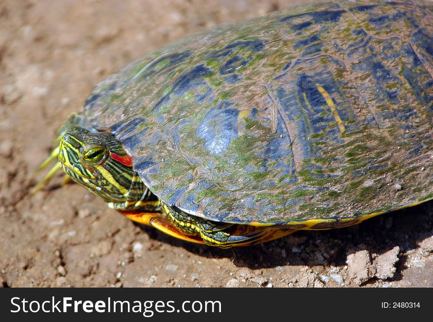 A red-eared slider searching for a farm pond.