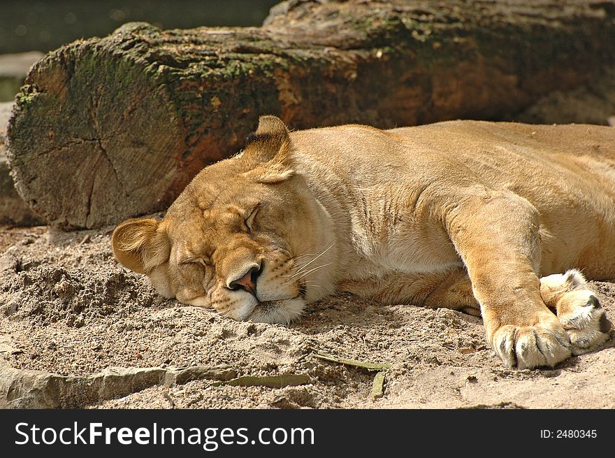 Lioness resting in the sun