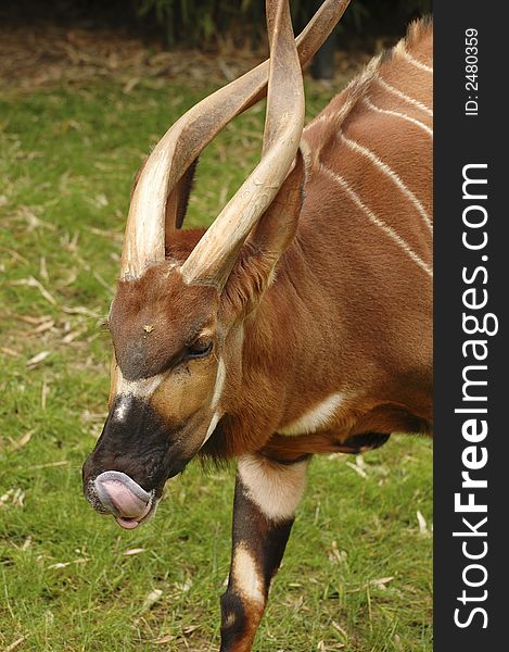 Portrait of colorful antelope grazing. Portrait of colorful antelope grazing