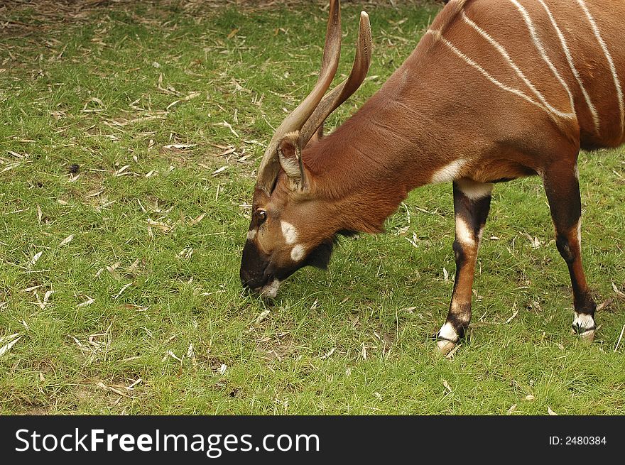 Antelope Grazing