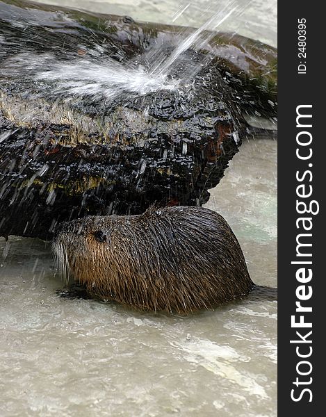 Beaver enjoying a nice bath. Beaver enjoying a nice bath