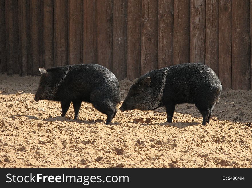 Two wild black pigs in the Moscow Zoo. Two wild black pigs in the Moscow Zoo