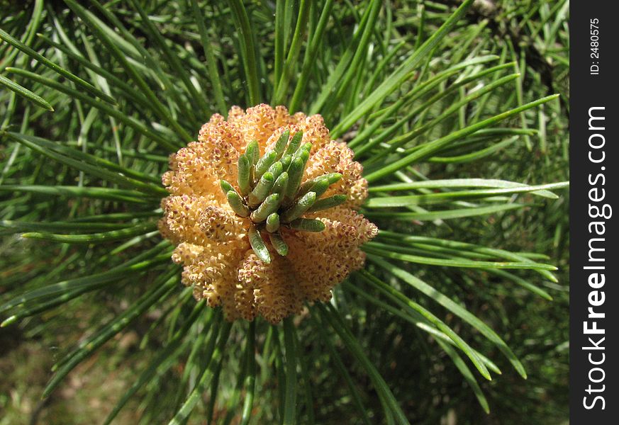 Flowering pine-tree in the springtime. Flowering pine-tree in the springtime